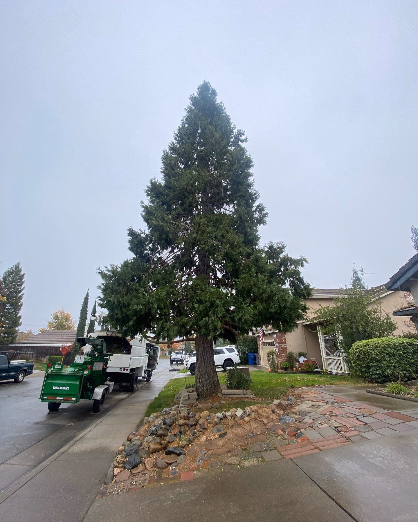Environmental Tree Service: sequoia and chip truck at a residential job