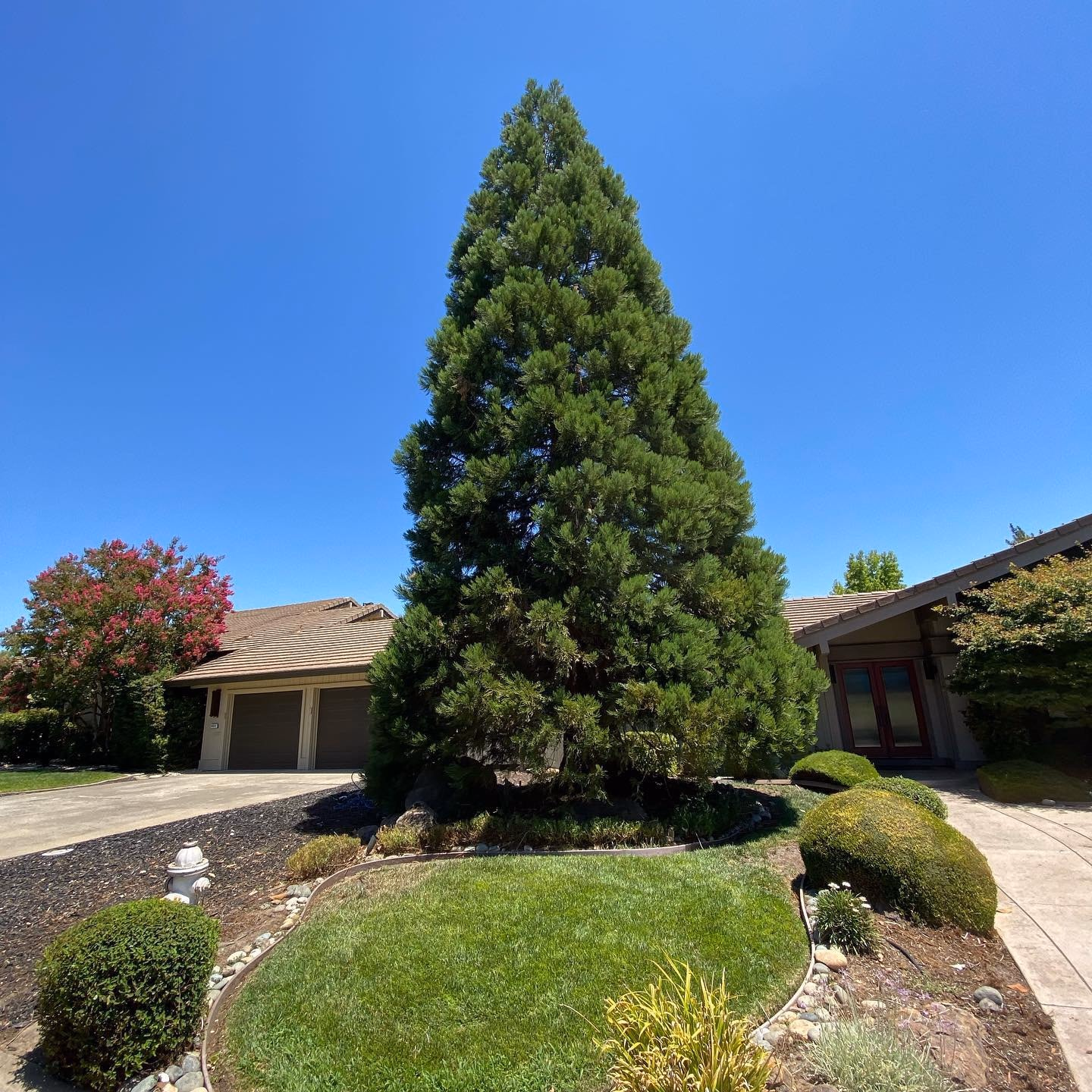Environmental Tree Service: tall shaped conifer in a front yard