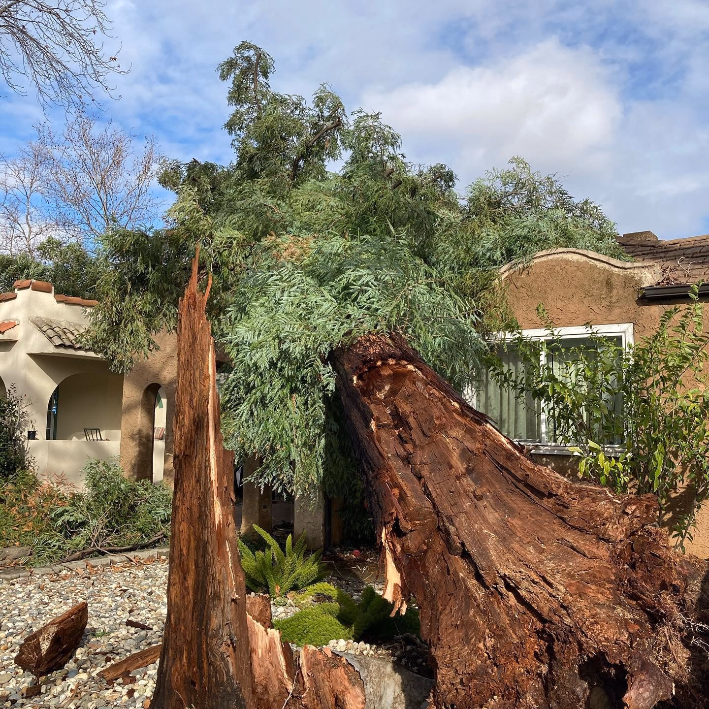 Environmental Tree Service: tree split and fallen in a yard after a storm