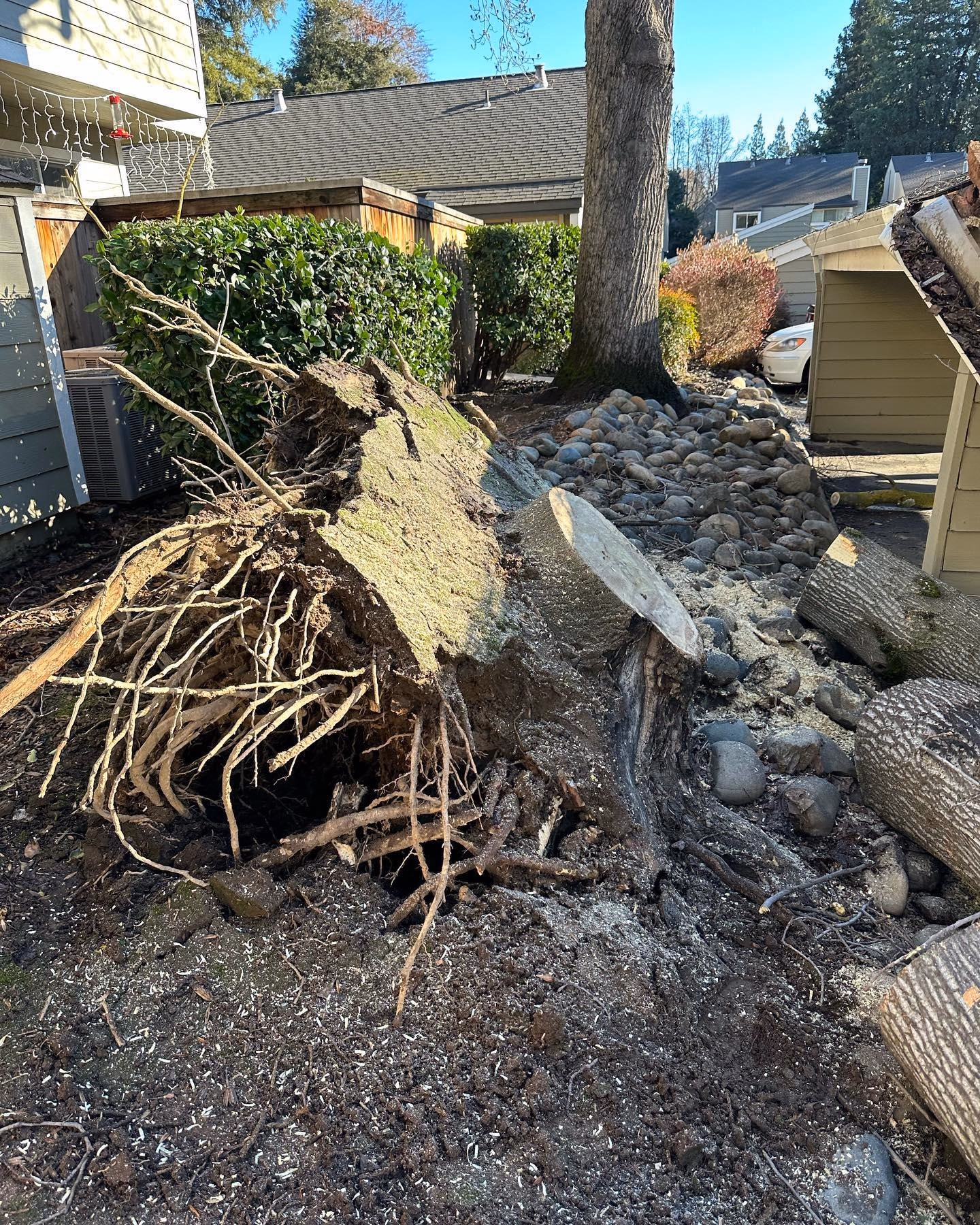 Environmental Tree Service: uprooted tree and root ball after a storm