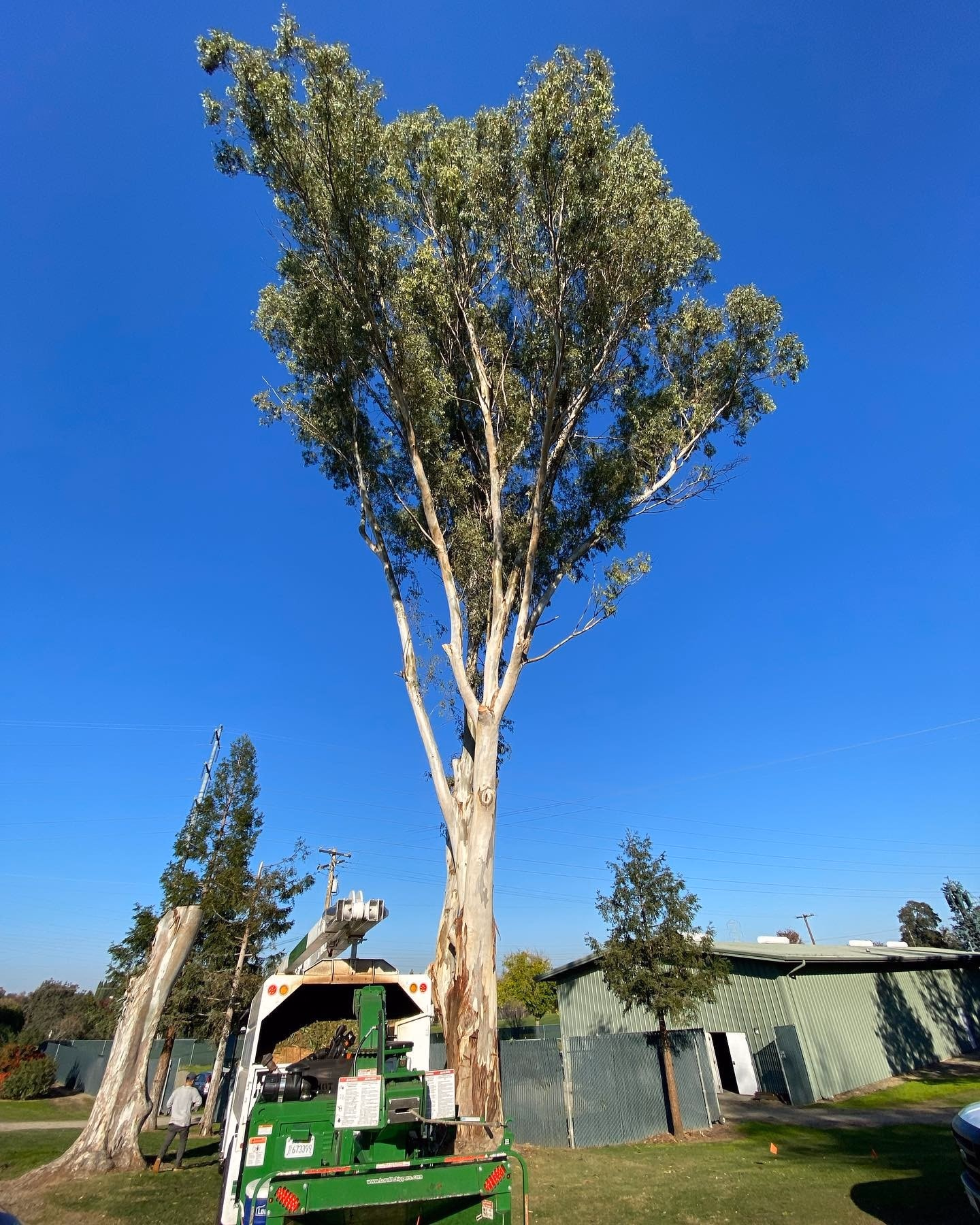 Environmental Tree Service: tall eucalyptus before tree work