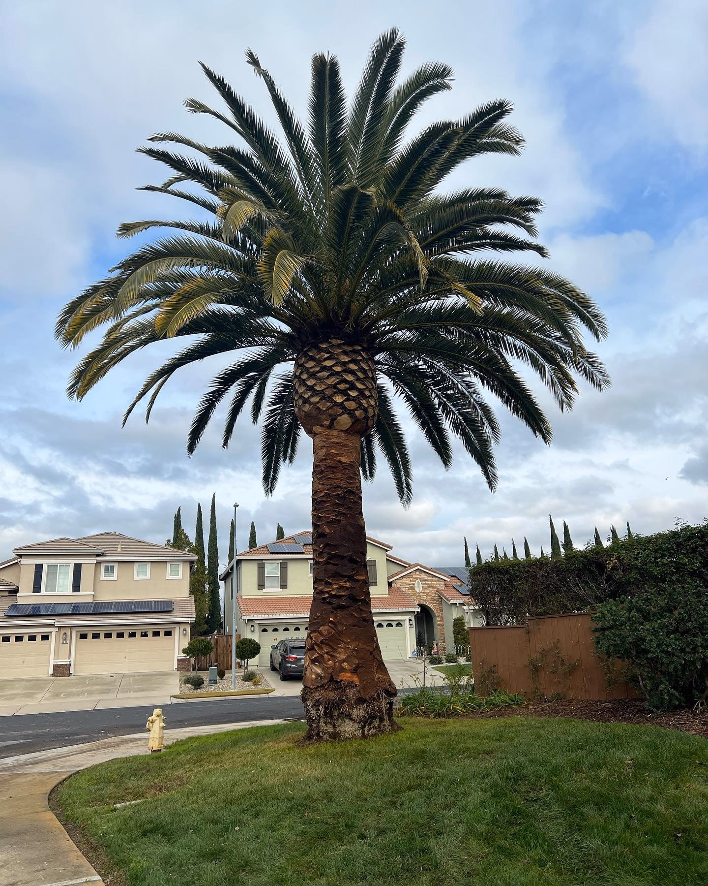 Environmental Tree Service: tall palm after trimming