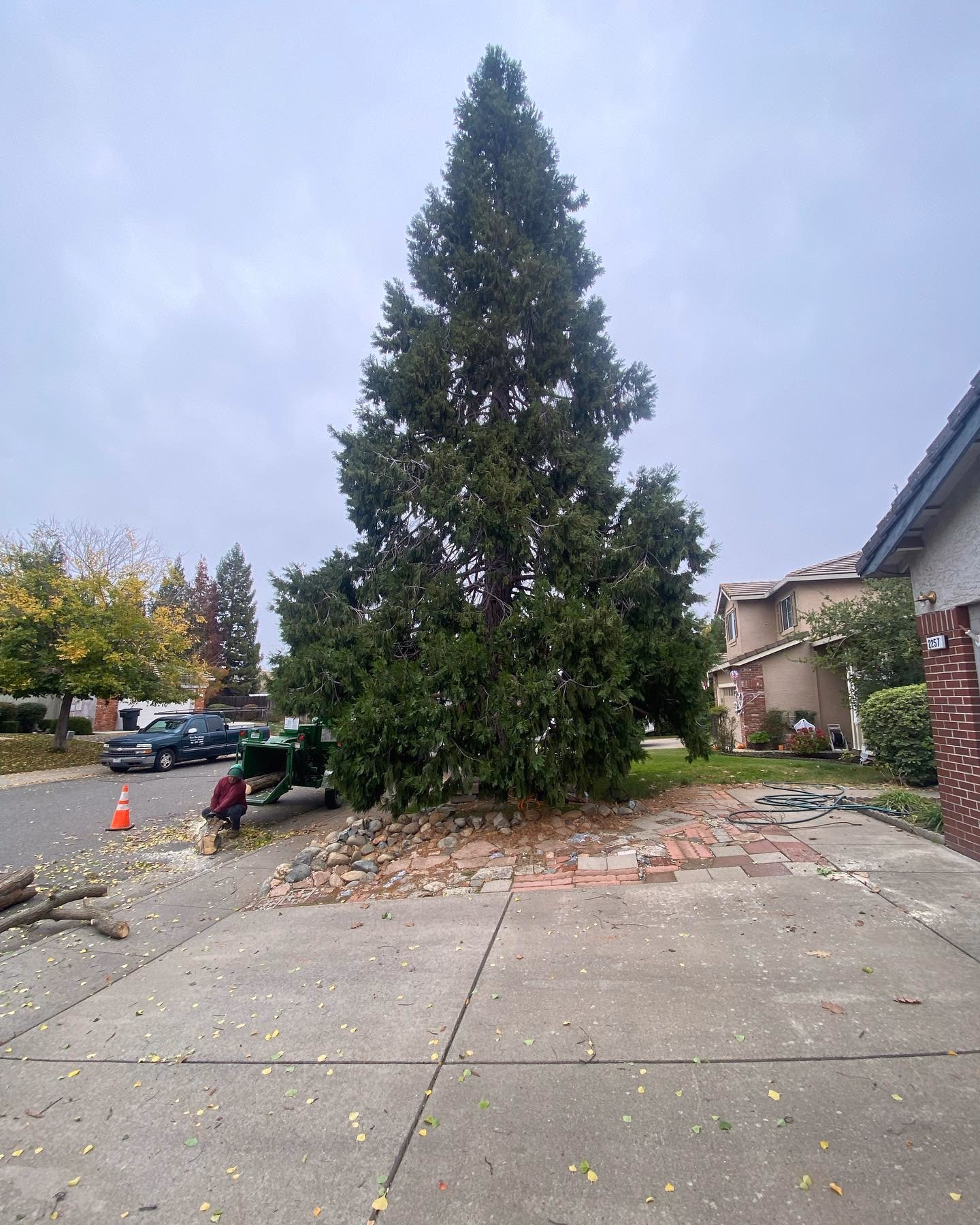 Environmental Tree Service: tall sequoia in a front yard before trimming
