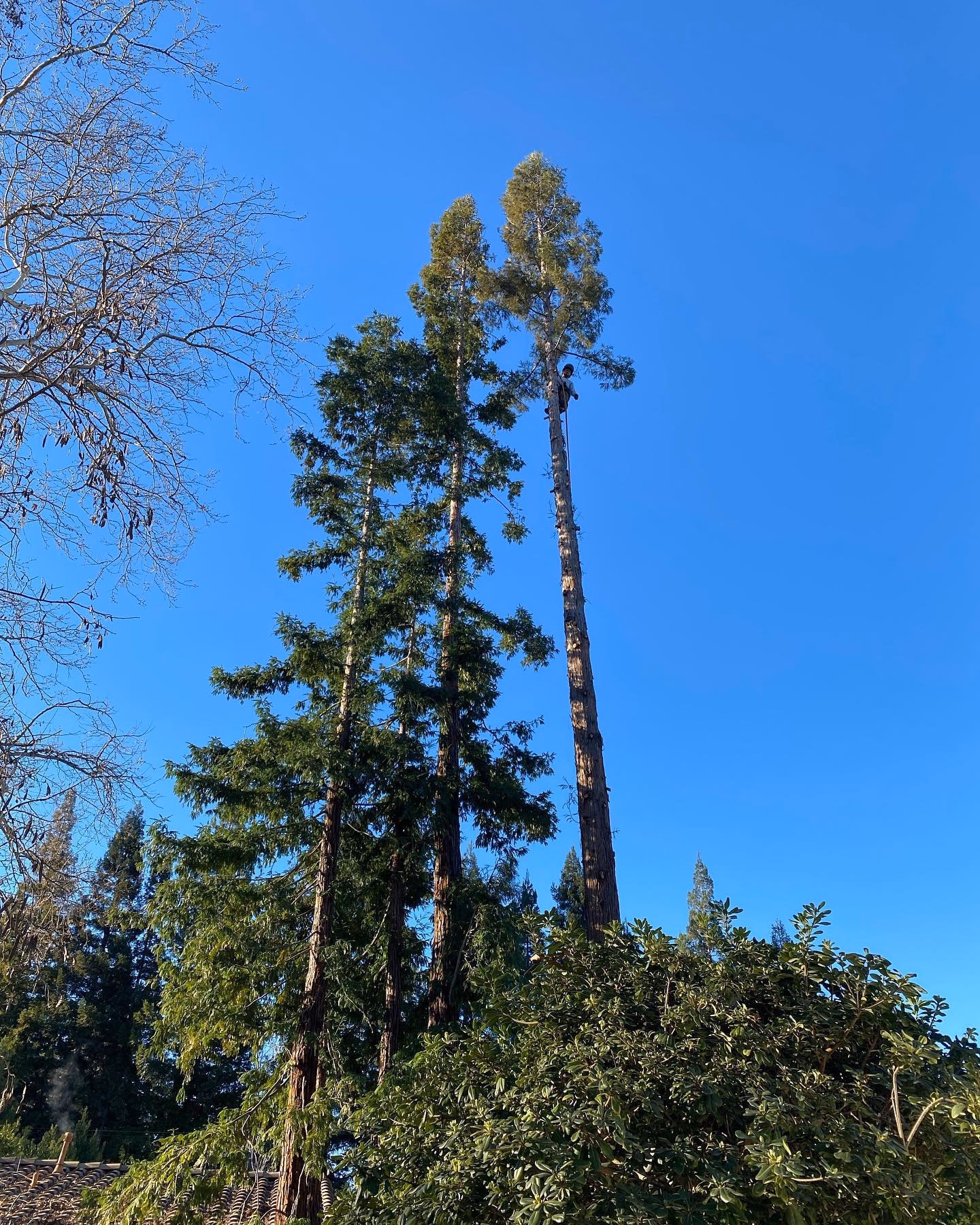 Environmental Tree Service: tall trees before work begins
