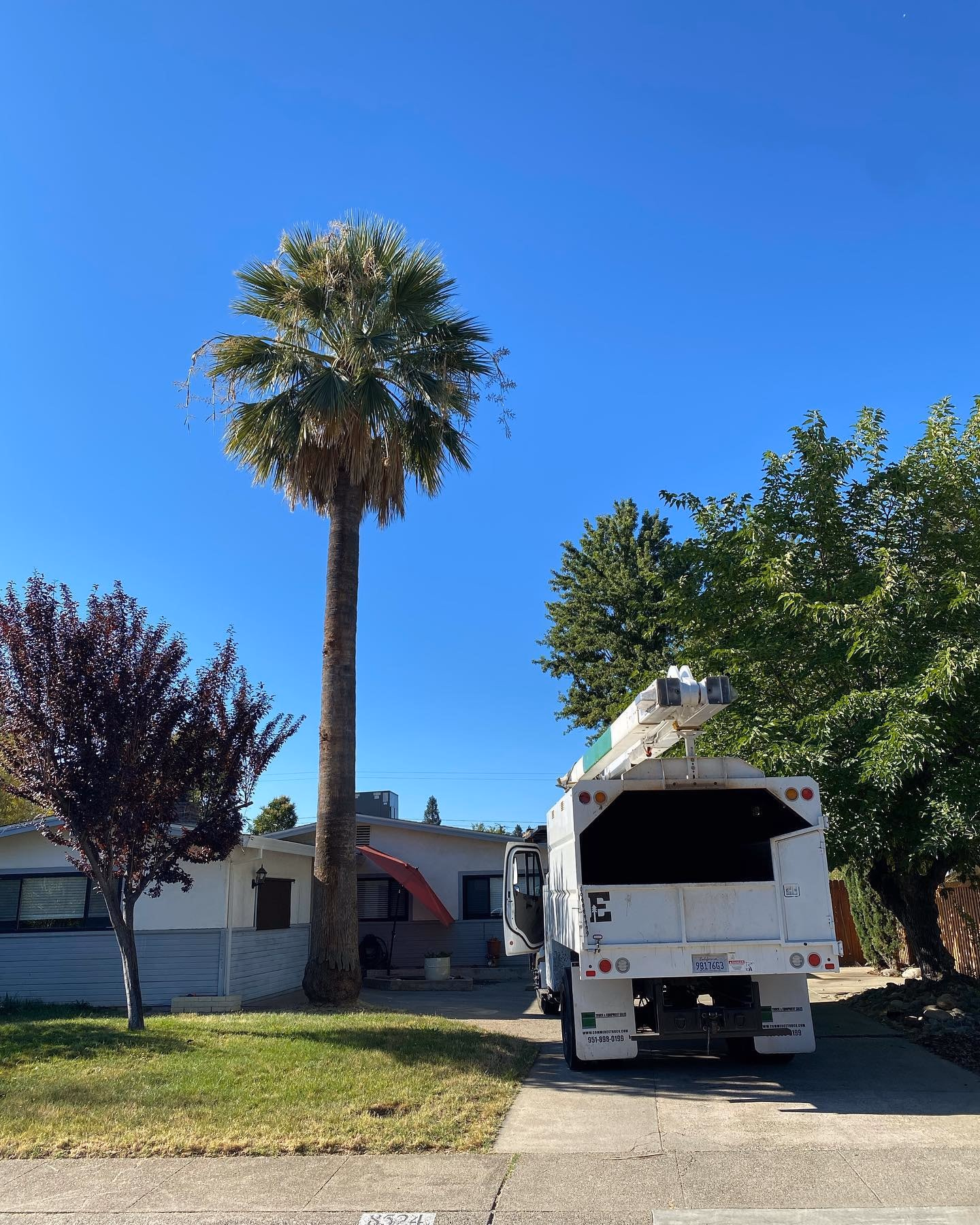 Environmental Tree Service: truck at a palm tree job